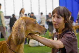 Алматыда тазы тұқымының ең үздігі анықталады - фото 9