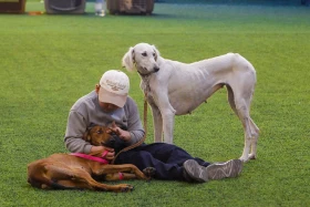 Алматыда тазы тұқымының ең үздігі анықталады - фото 11