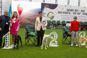 Алматыда тазы тұқымының ең үздігі анықталады - фото 13