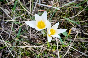 Rare snowdrops bloom ahead of spring - photo 2