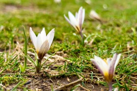 Rare snowdrops bloom ahead of spring - photo 3