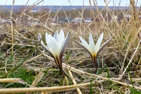 Rare snowdrops bloom ahead of spring - photo 5