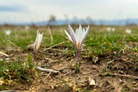 Rare snowdrops bloom ahead of spring - photo 4