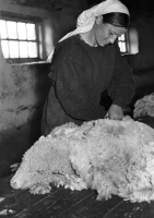 South Kazakhstan Region in 1956 - photo 8