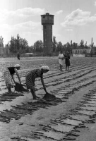 Chimkent, 1957 - photo 3