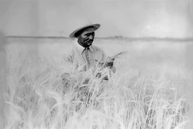 Вrigadier of the Kyzyl-Tu collective farm in Chiyli District inspecting wheat - photo 1