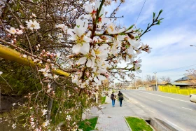 Шымкентте қыстың соңғы айында жеміс ағаштары гүлдеді - фото 3