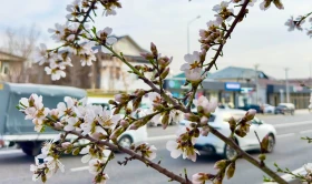 Шымкентте қыстың соңғы айында жеміс ағаштары гүлдеді - фото 4