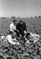 Work Life in the South Kazakhstan Region — 1959 - photo 6