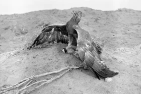 Eagle hunter and hunting golden eagle - photo 2