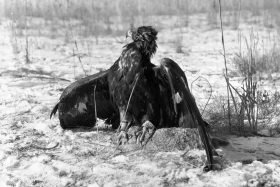 Eagle hunter and hunting golden eagle - photo 3