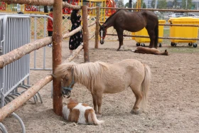 Елордада Nur-Sultan Ethno Fest фестивалі өтіп жатыр - фото 9