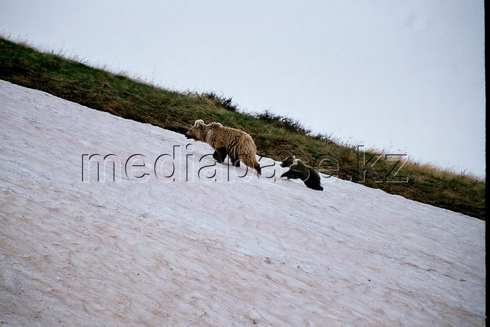 Ақсу-Жабағылы қорығы - фото 1