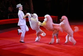 Астаналық циркте FRANKE SHOW жұлдызды цирк бағдарламасы басталды - фото 8