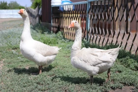 Демалыс күнгі турларға қызығушылық артып келеді - фото 6