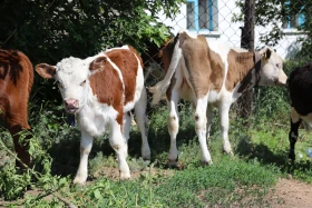 Демалыс күнгі турларға қызығушылық артып келеді - фото 7