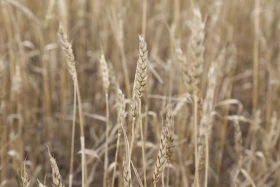 Диқан жұмысы суреттерде - фото 7