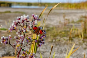 2021 Қазақстандағы ішкі туризм: Қазақстандықтарға Бурабайға қарағанда Зеренді қолжетімді - фото 18