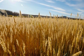 2021 Қазақстандағы ішкі туризм: Қазақстандықтарға Бурабайға қарағанда Зеренді қолжетімді - фото 29