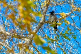 Мизам шуақ: Елорда көшелерінде түсірілген фоторепортаж - фото 4