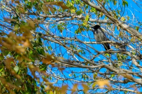 Мизам шуақ: Елорда көшелерінде түсірілген фоторепортаж - фото 6