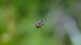 Шырайлы Шығыстың көз тоймас көрікті жерлері - фото 2