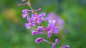 Шырайлы Шығыстың көз тоймас көрікті жерлері - фото 3