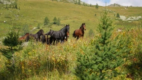 Шырайлы Шығыстың көз тоймас көрікті жерлері - фото 89