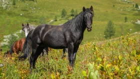 Шырайлы Шығыстың көз тоймас көрікті жерлері - фото 93