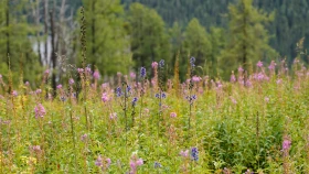 Шырайлы Шығыстың көз тоймас көрікті жерлері - фото 104