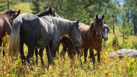 Шырайлы Шығыстың көз тоймас көрікті жерлері - фото 109