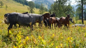 Шырайлы Шығыстың көз тоймас көрікті жерлері - фото 119