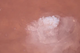 Ақмола облысындағы Қызғылт көл кереметі - фото 2