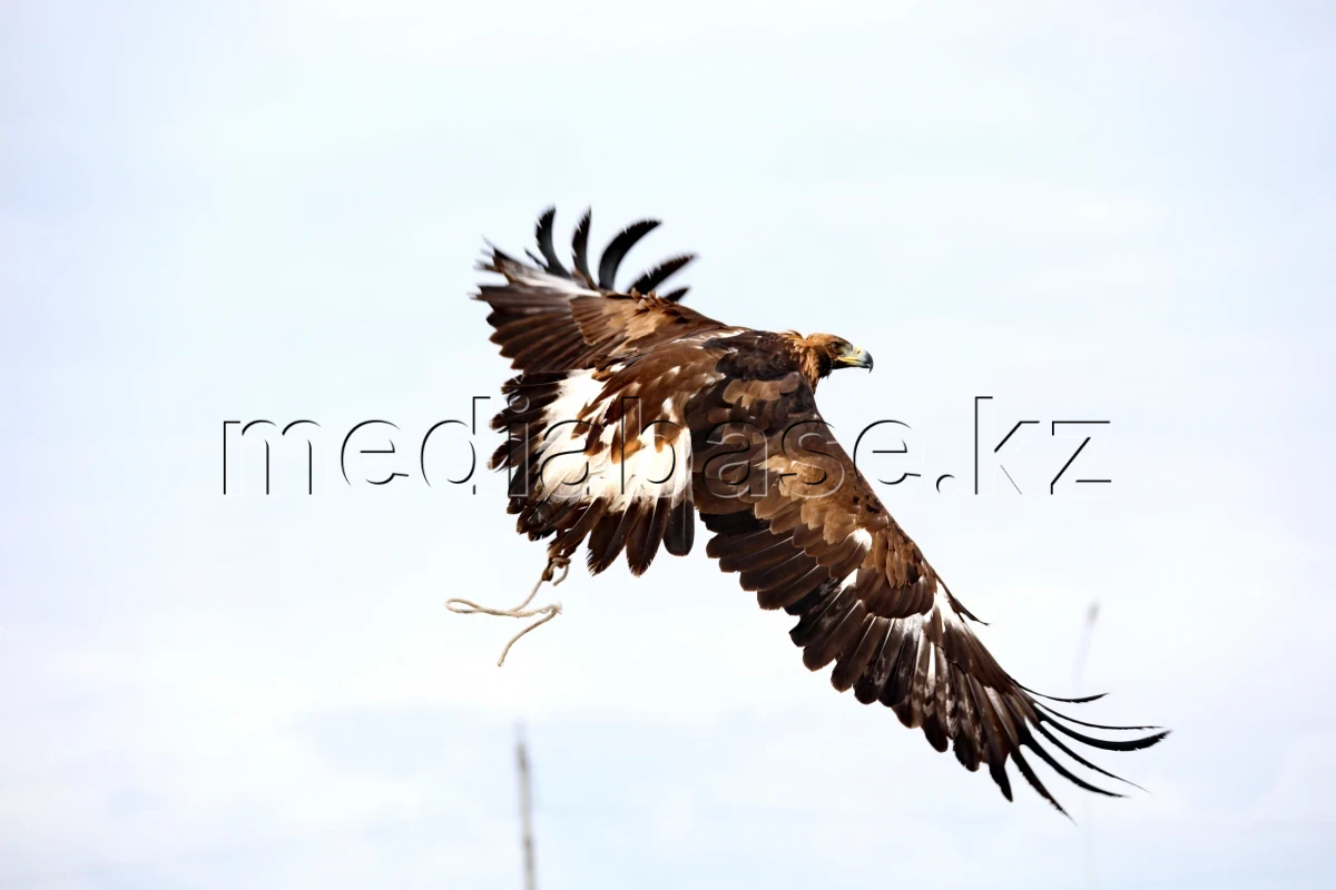 Қазақстан мен Моңғолия бүркітшілері шеберлік байқасты - фото 1