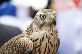 Қазақстан мен Моңғолия бүркітшілері шеберлік байқасты - фото 7