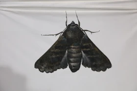 Астанада Qara nukte заманауи өнерінің көрмесі ашылды - фото 3