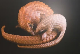 Қазақстан Республикасының Ұлттық музейінде National Geographic журналының көрмесі ашылды - фото 2