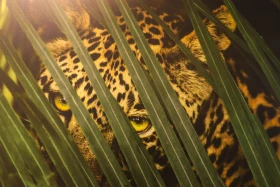 Қазақстан Республикасының Ұлттық музейінде National Geographic журналының көрмесі ашылды - фото 4