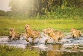 Қазақстан Республикасының Ұлттық музейінде National Geographic журналының көрмесі ашылды - фото 6