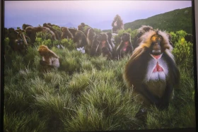 Қазақстан Республикасының Ұлттық музейінде National Geographic журналының көрмесі ашылды - фото 12