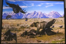 Қазақстан Республикасының Ұлттық музейінде National Geographic журналының көрмесі ашылды - фото 21