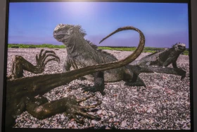 Қазақстан Республикасының Ұлттық музейінде National Geographic журналының көрмесі ашылды - фото 22