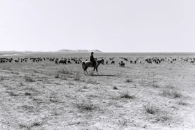 Кархан: Мал шаруашылығы - фото 3