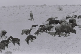 Кархан: Мал шаруашылығы - фото 6
