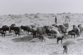 Кархан: Мал шаруашылығы - фото 9