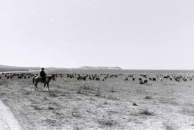Кархан: Мал шаруашылығы - фото 10