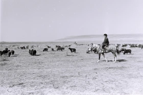 Кархан: Мал шаруашылығы - фото 11