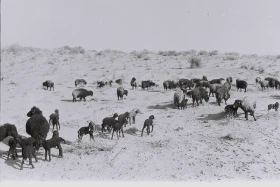 Кархан: Мал шаруашылығы - фото 12
