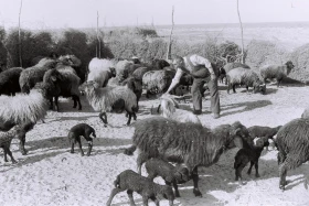 Кархан: Мал шаруашылығы - фото 13