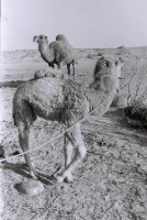 Кархан: Мал шаруашылығы - фото 14